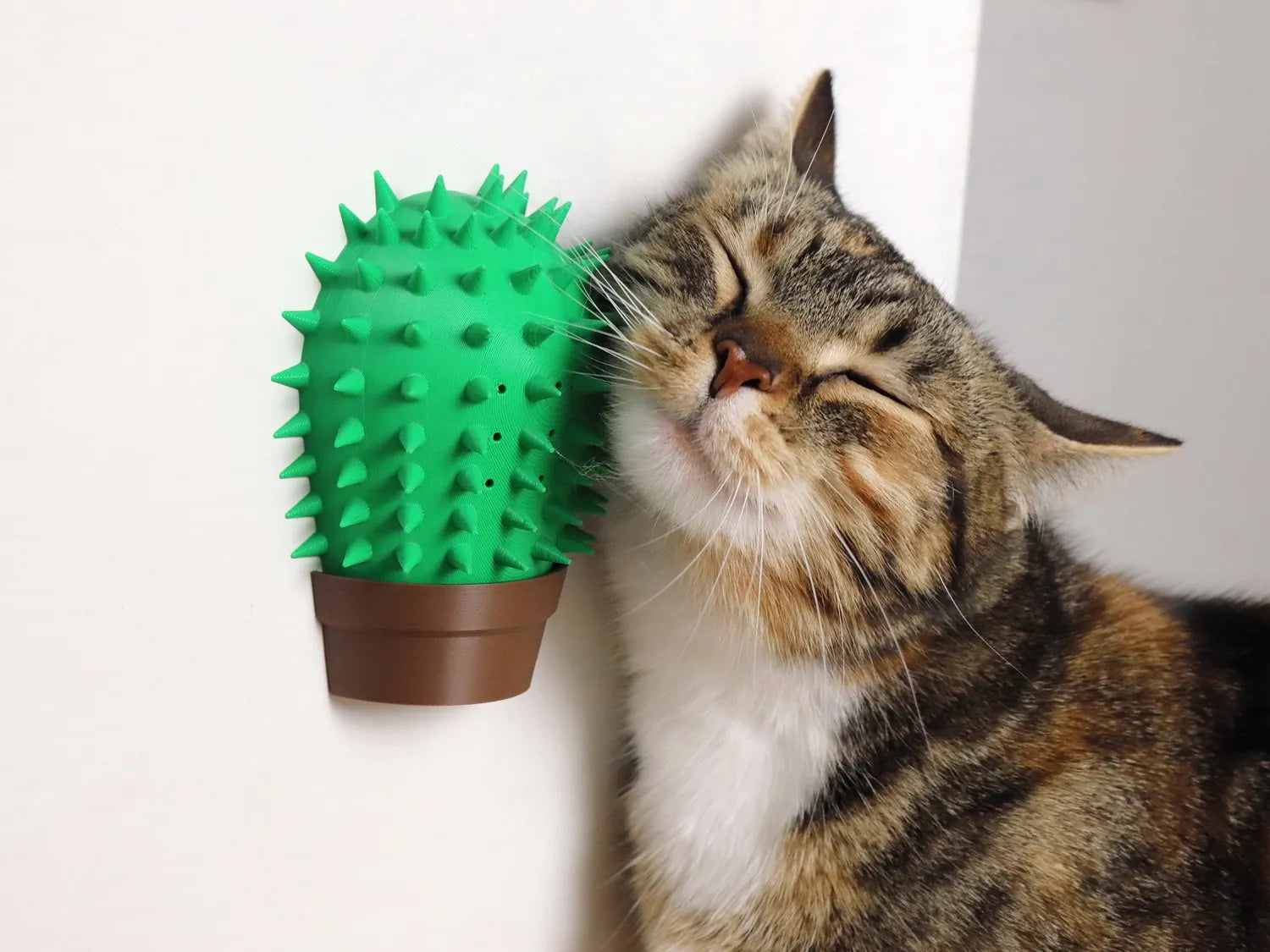 BeSa Paw Vera Kedi Otu Hazneli Duvar Kedi Kaşıyıcı - Özel Kaktüs Tasarım Masaj Standı